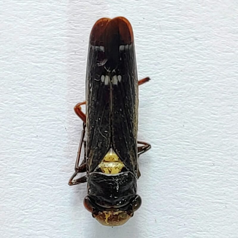 14 Cicadellidae