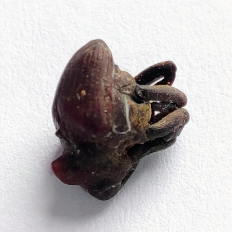 14 Curculionidae