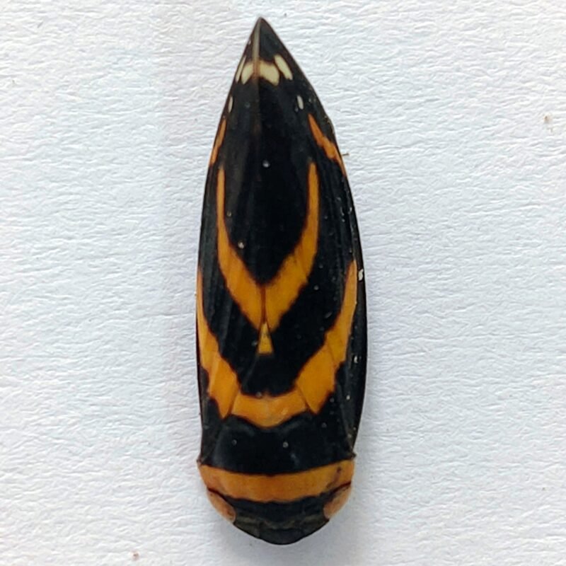 14 Fulgoridae