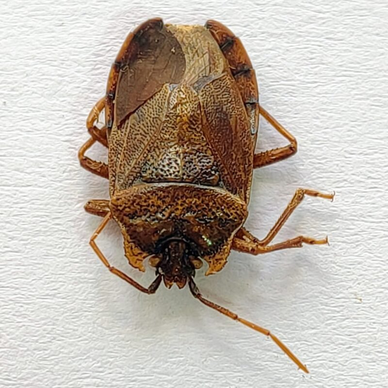 14 Pentatomidae