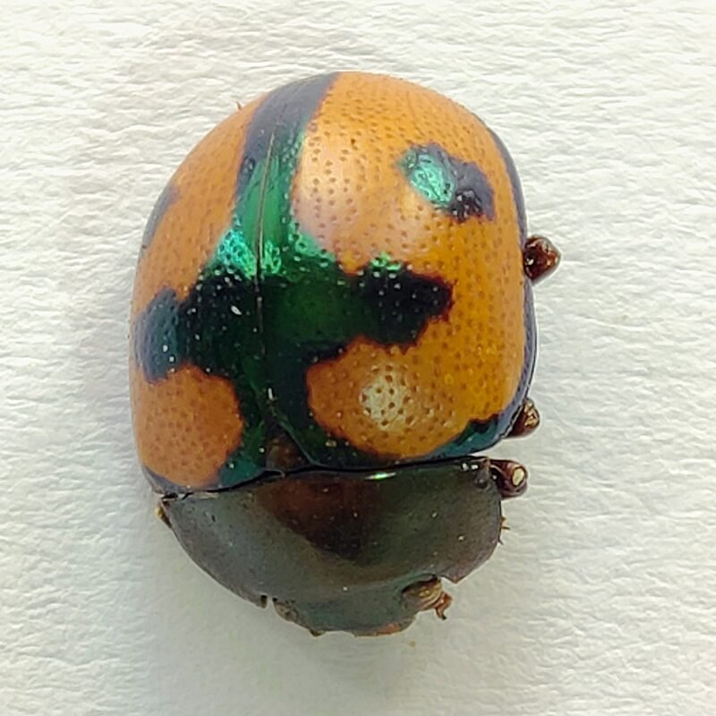 140 Chrysomelidae