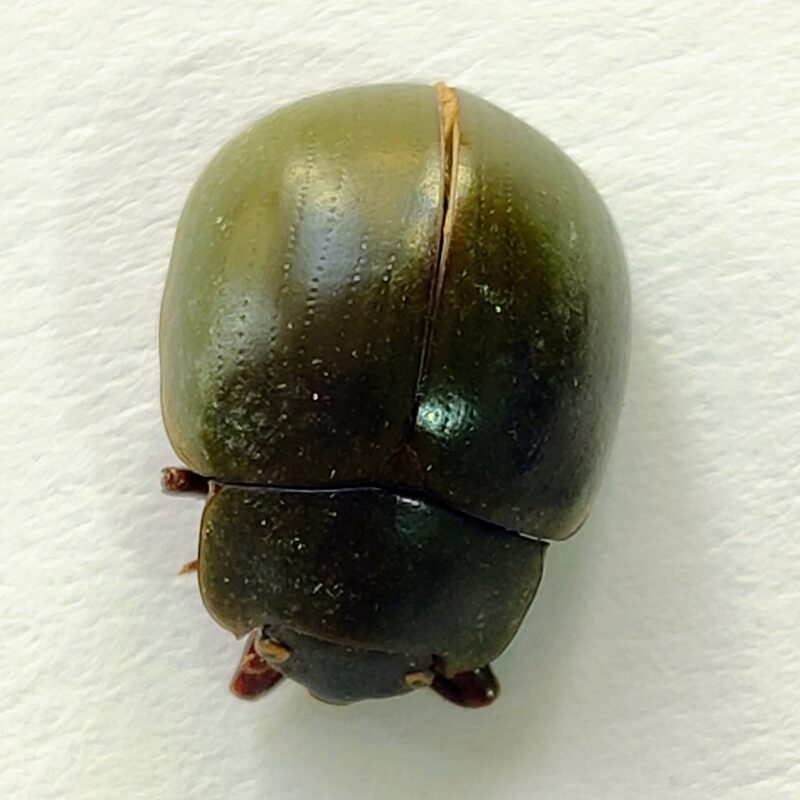 141 Chrysomelidae