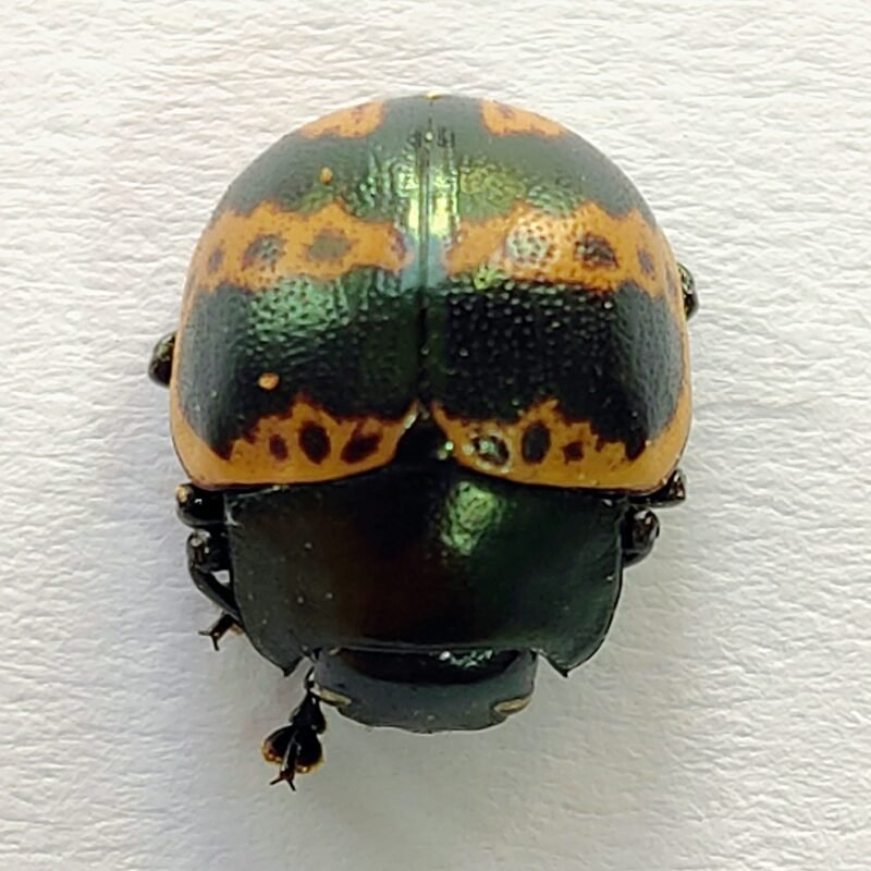 142 Chrysomelidae