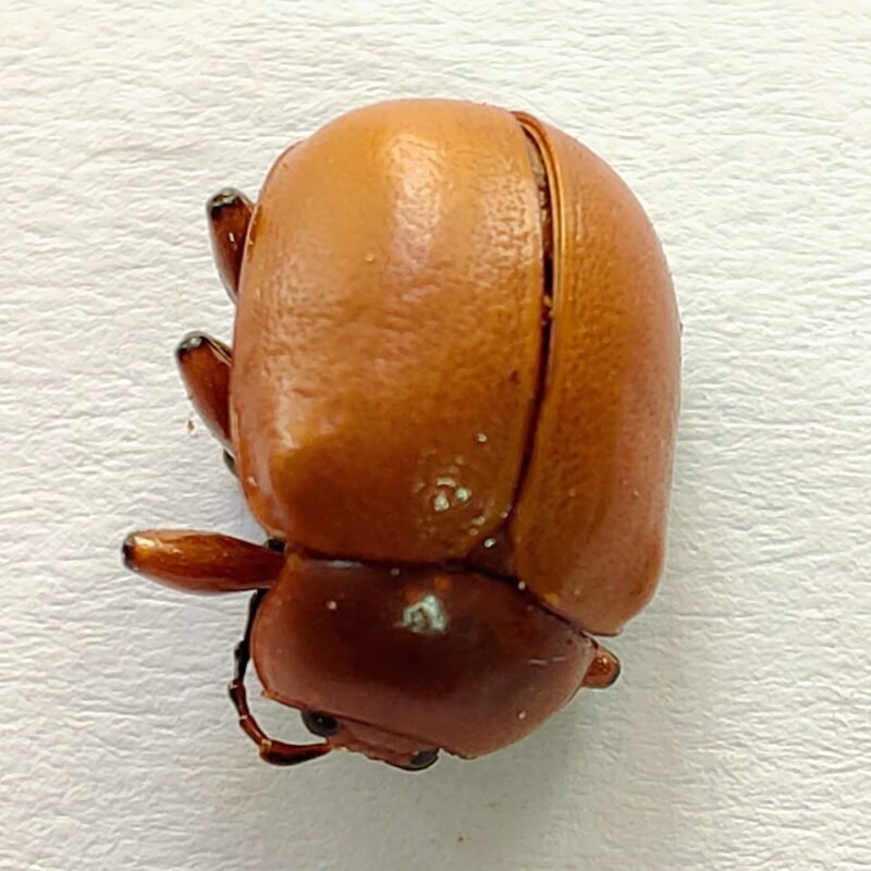 143 Chrysomelidae
