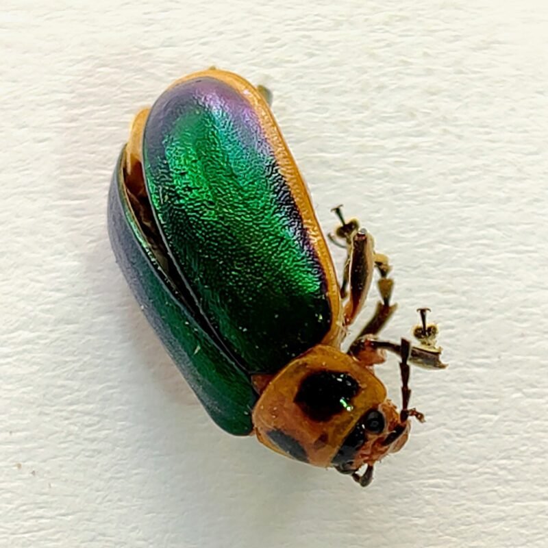 144 Chrysomelidae