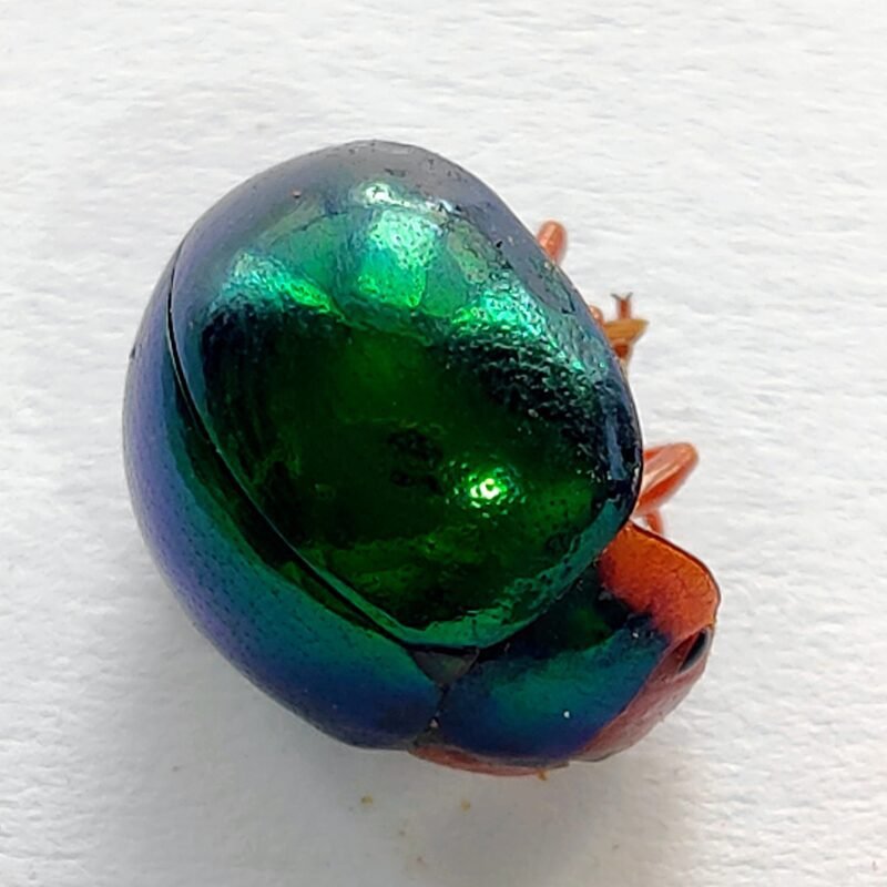 145 Chrysomelidae