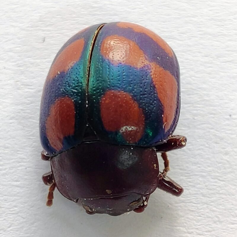 146 Chrysomelidae
