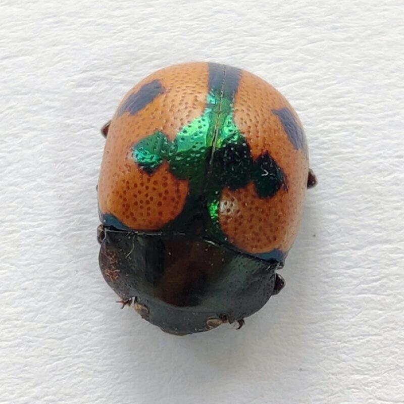 147 Chrysomelidae