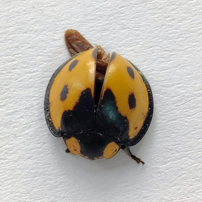 148 Chrysomelidae