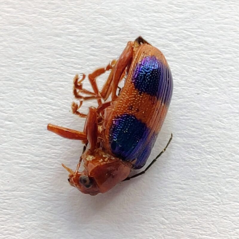 149 Chrysomelidae
