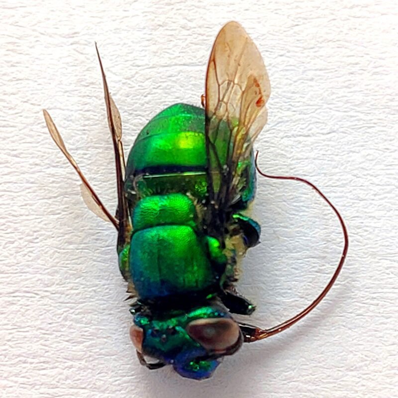 15 Apidae