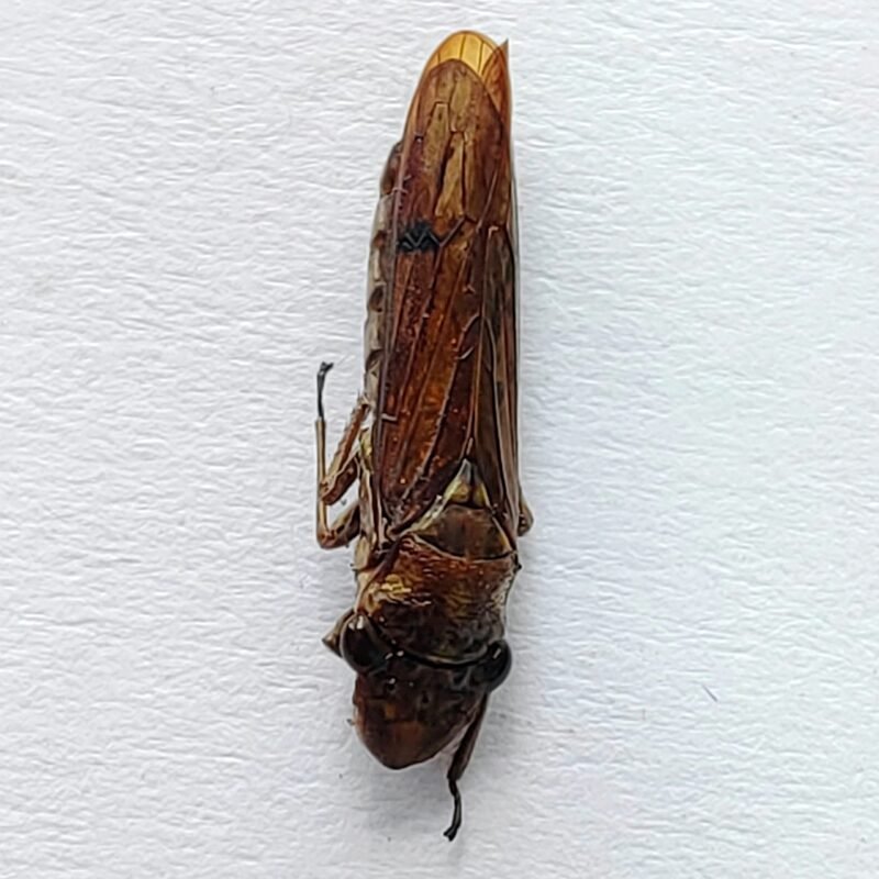 15 Cicadellidae