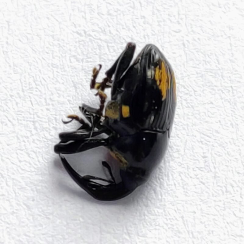 15 Curculionidae