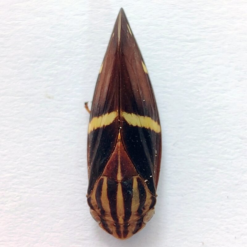 15 Fulgoridae
