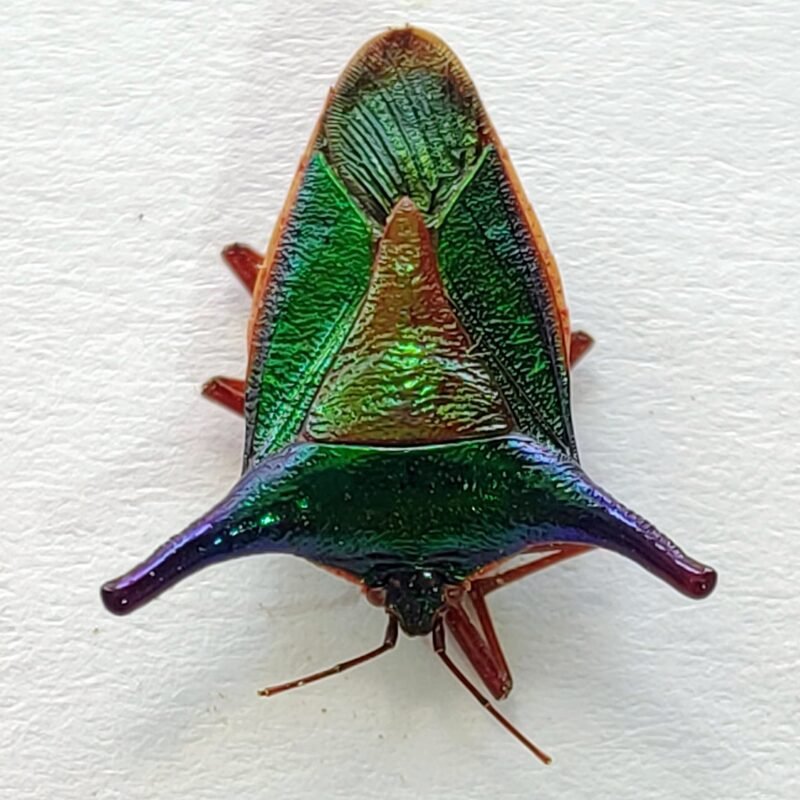 15 Pentatomidae
