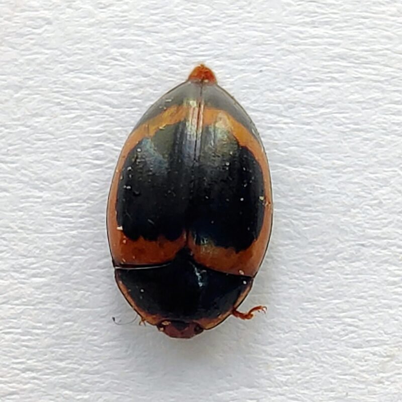 150 Chrysomelidae