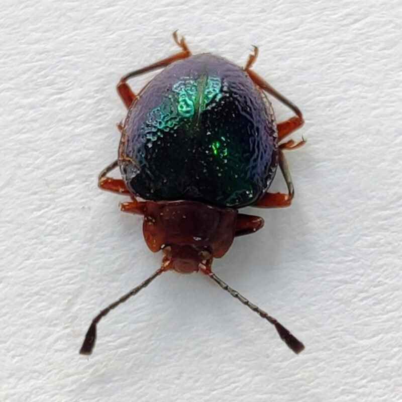 151 Chrysomelidae