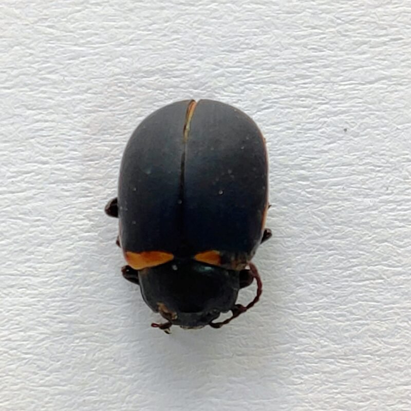 152 Chrysomelidae