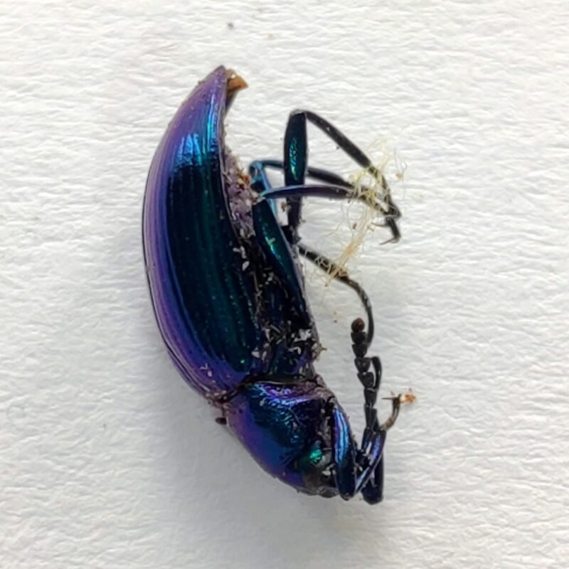 153 Chrysomelidae