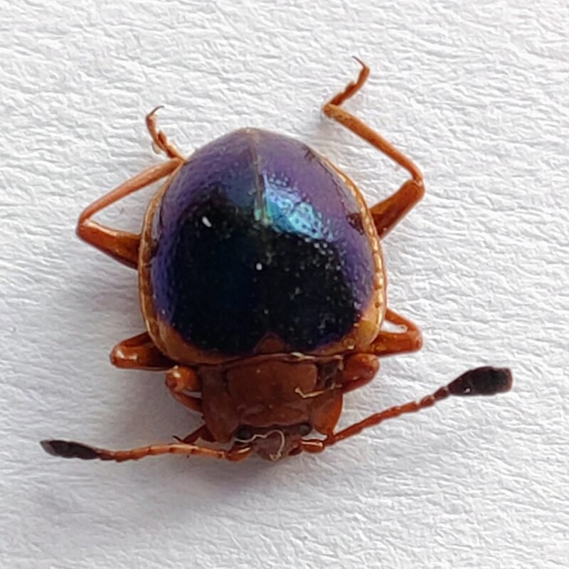 154 Chrysomelidae