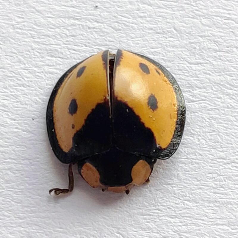 155 Chrysomelidae
