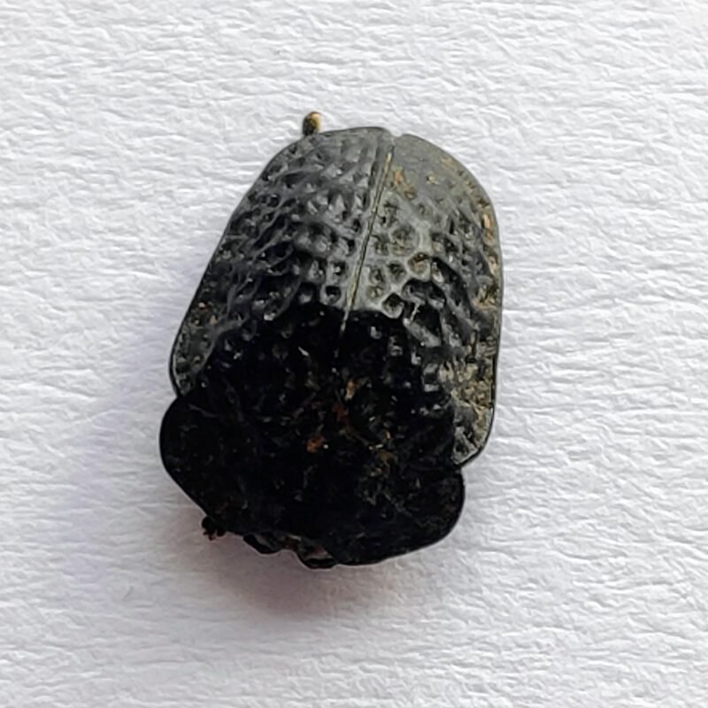 156 Chrysomelidae