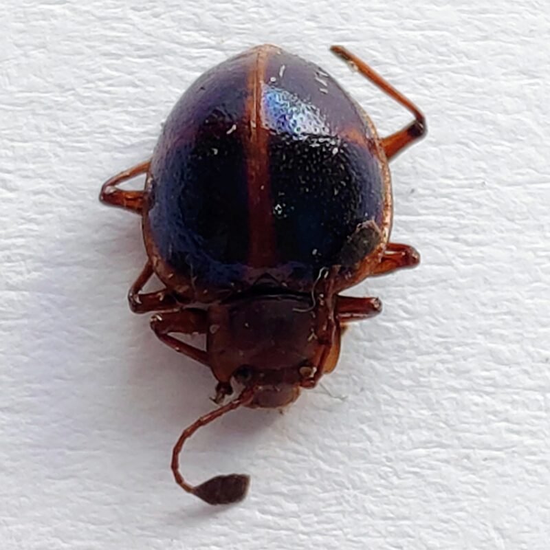 157 Chrysomelidae