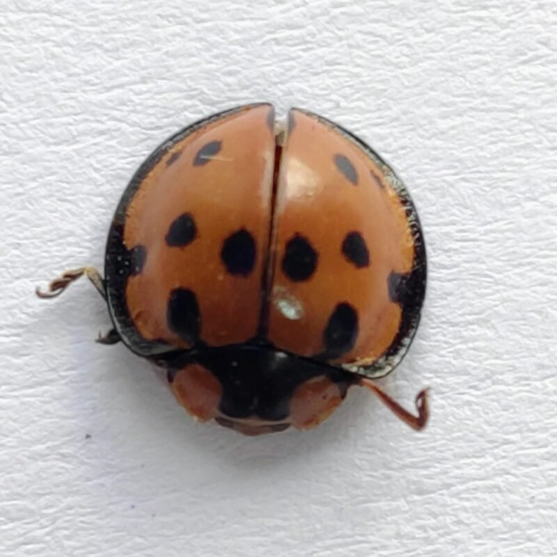 158 Chrysomelidae
