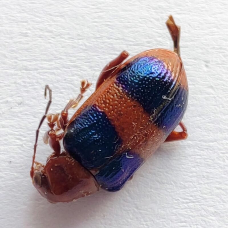 159 Chrysomelidae