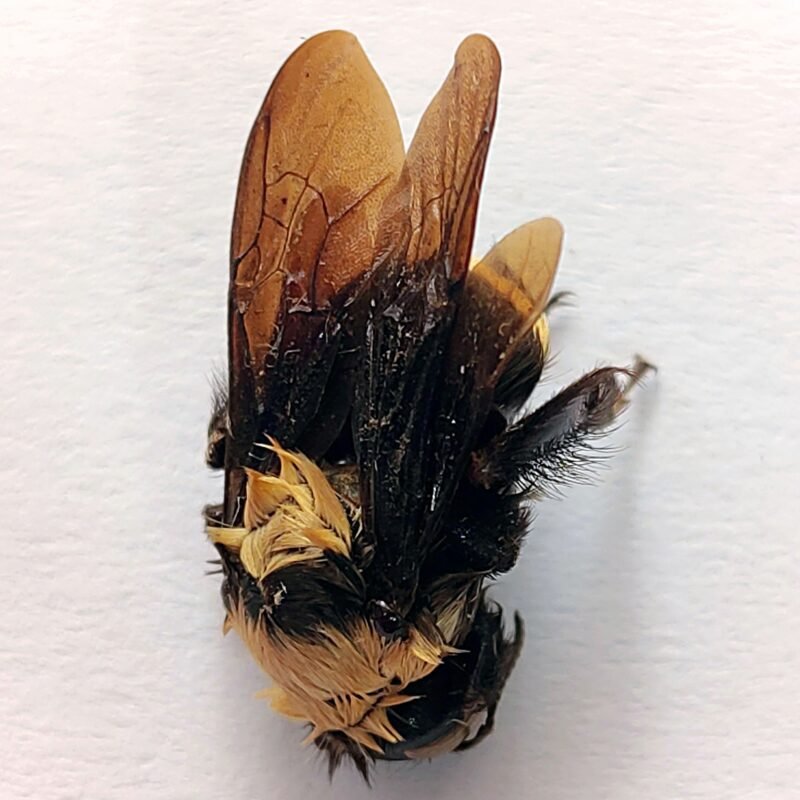 16 Apidae