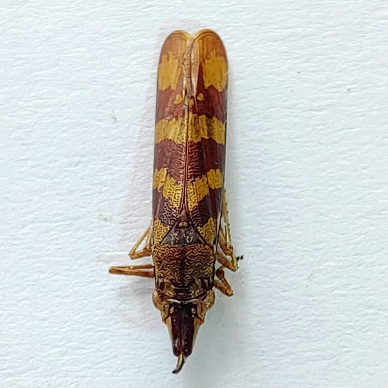 16 Cicadellidae