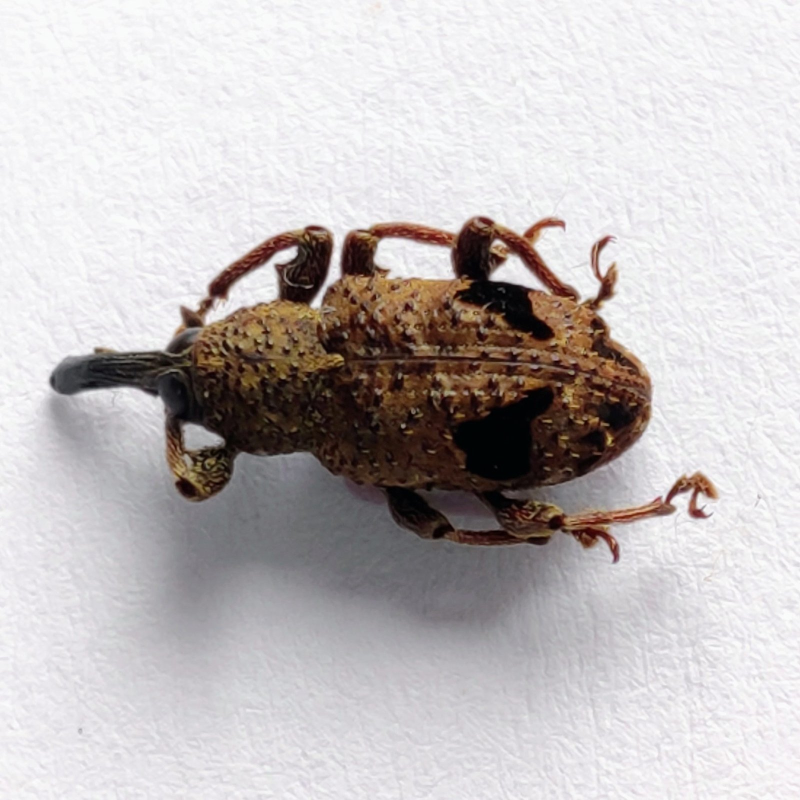 16 Curculionidae - Image 2