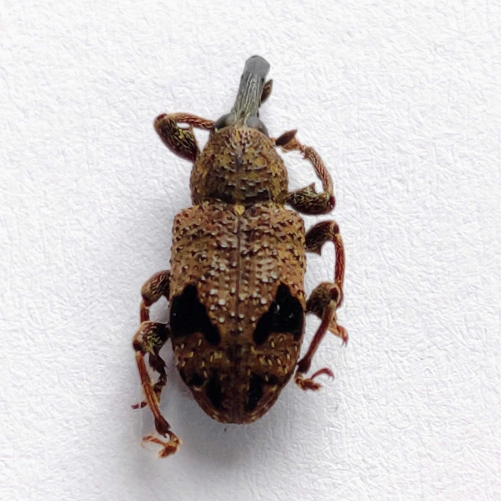 16 Curculionidae - Image 3
