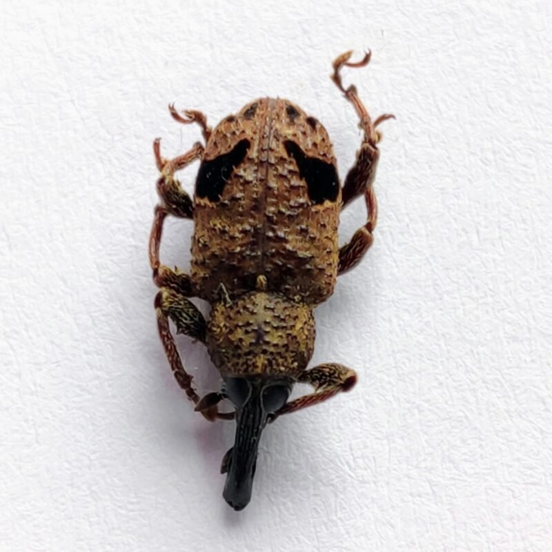 16 Curculionidae