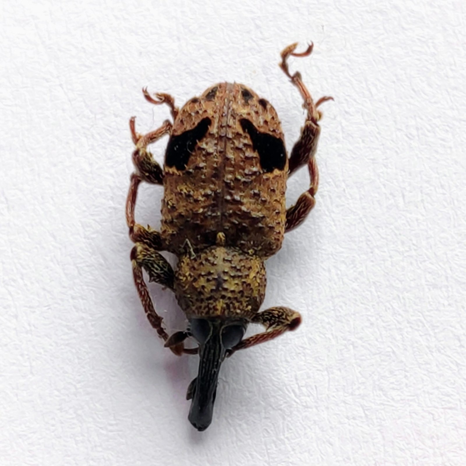 16 Curculionidae