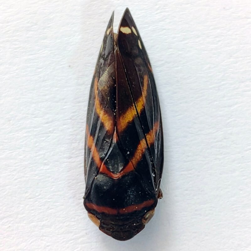 16 Fulgoridae
