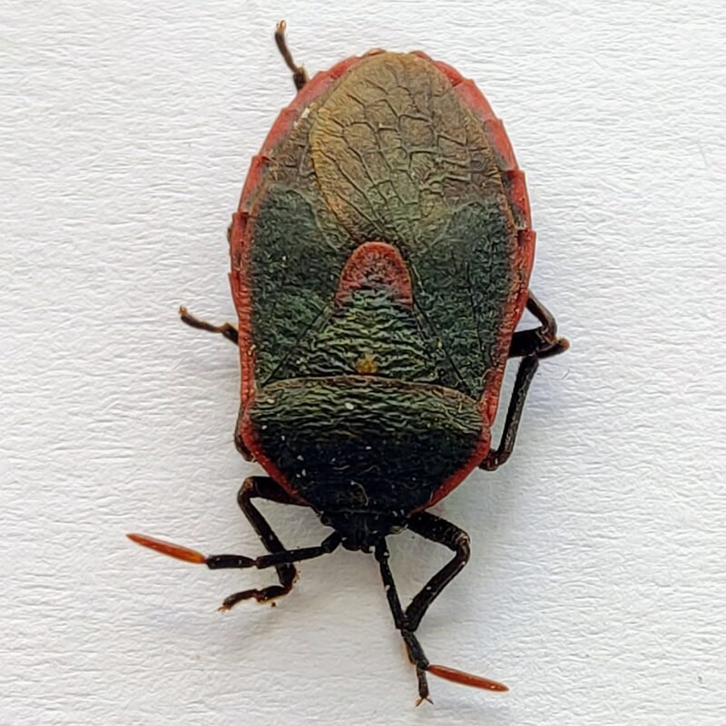 16 Pentatomidae