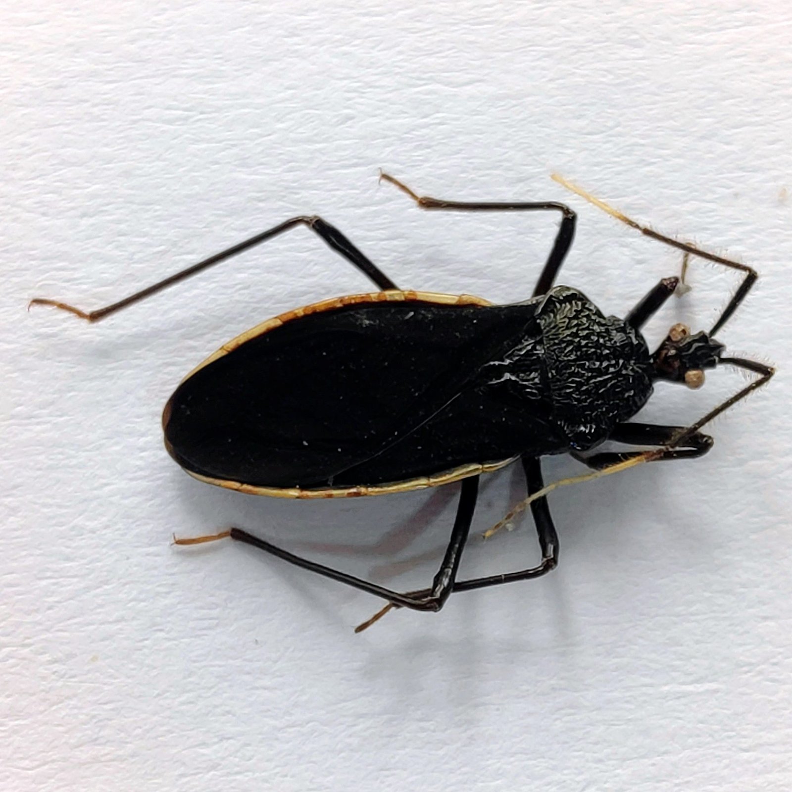 16 Reduviidae - Image 2