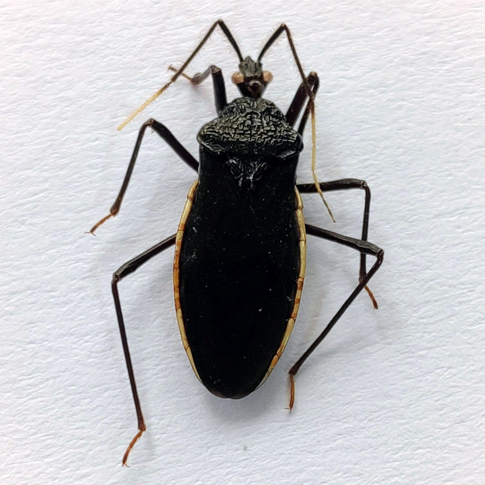 16 Reduviidae - Image 3