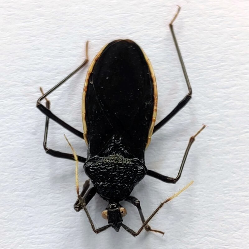 16 Reduviidae
