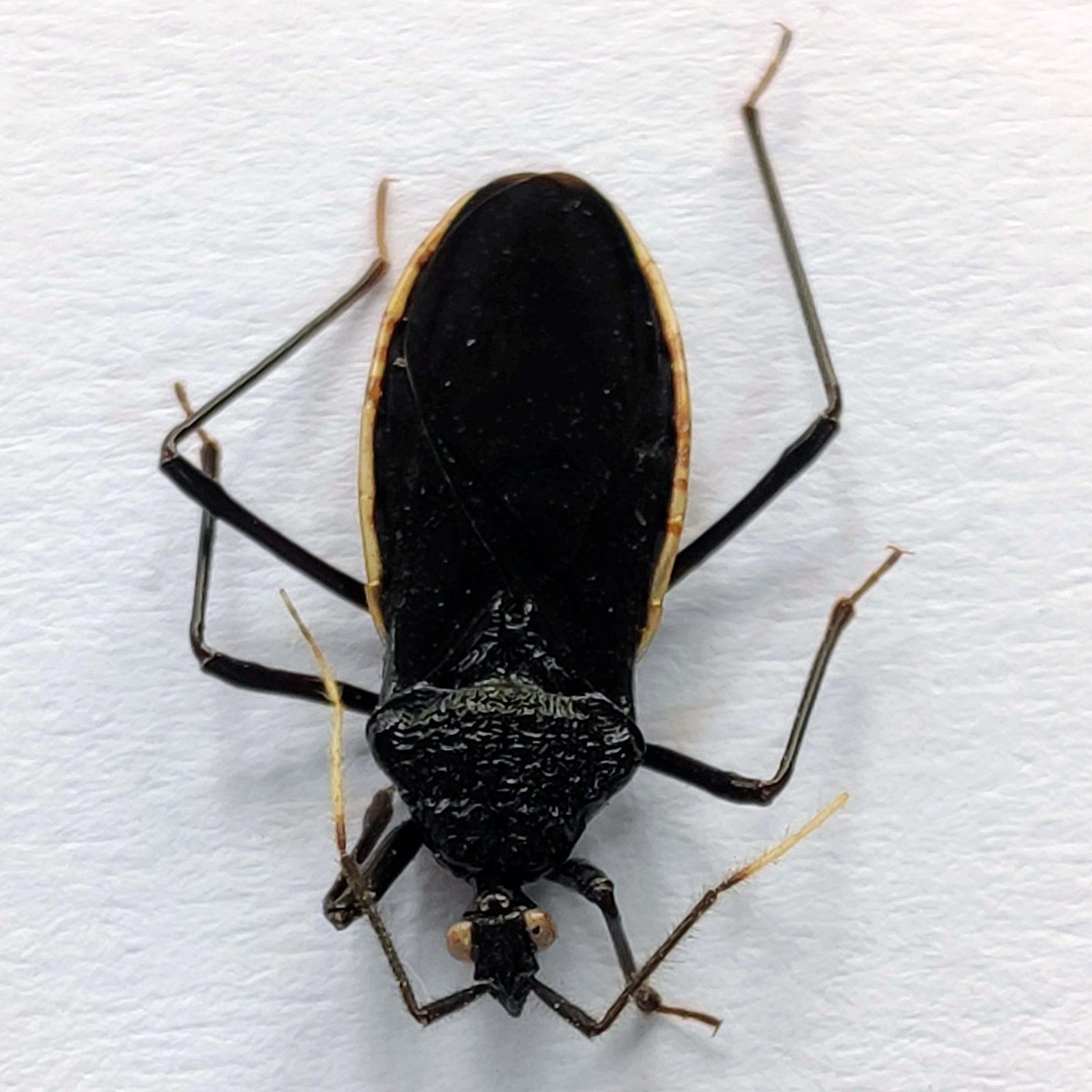 16 Reduviidae