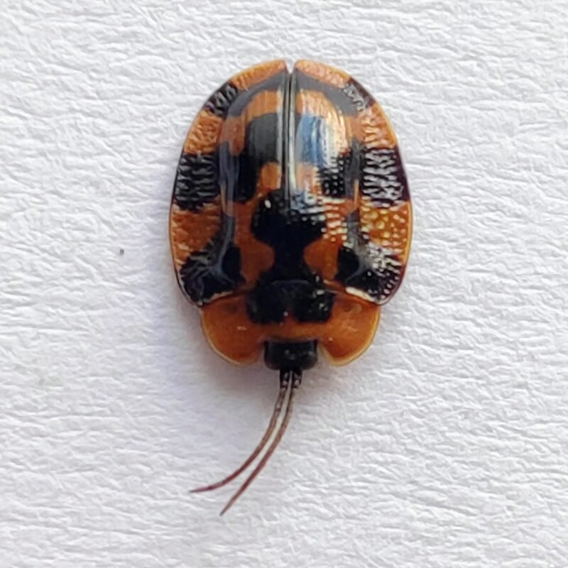 160 Chrysomelidae