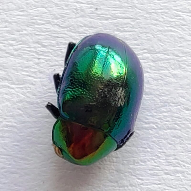 161 Chrysomelidae