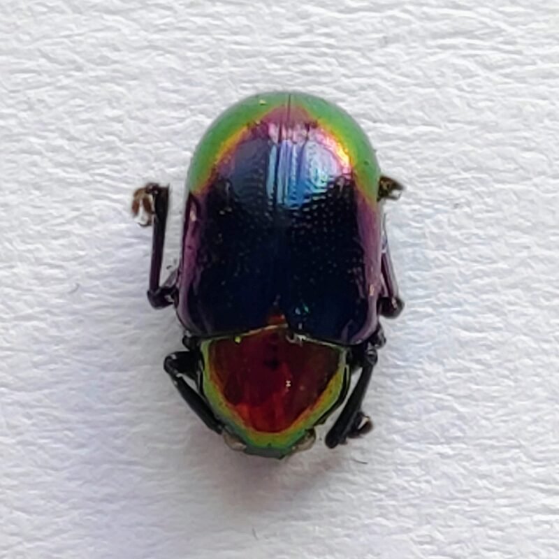 162 Chrysomelidae
