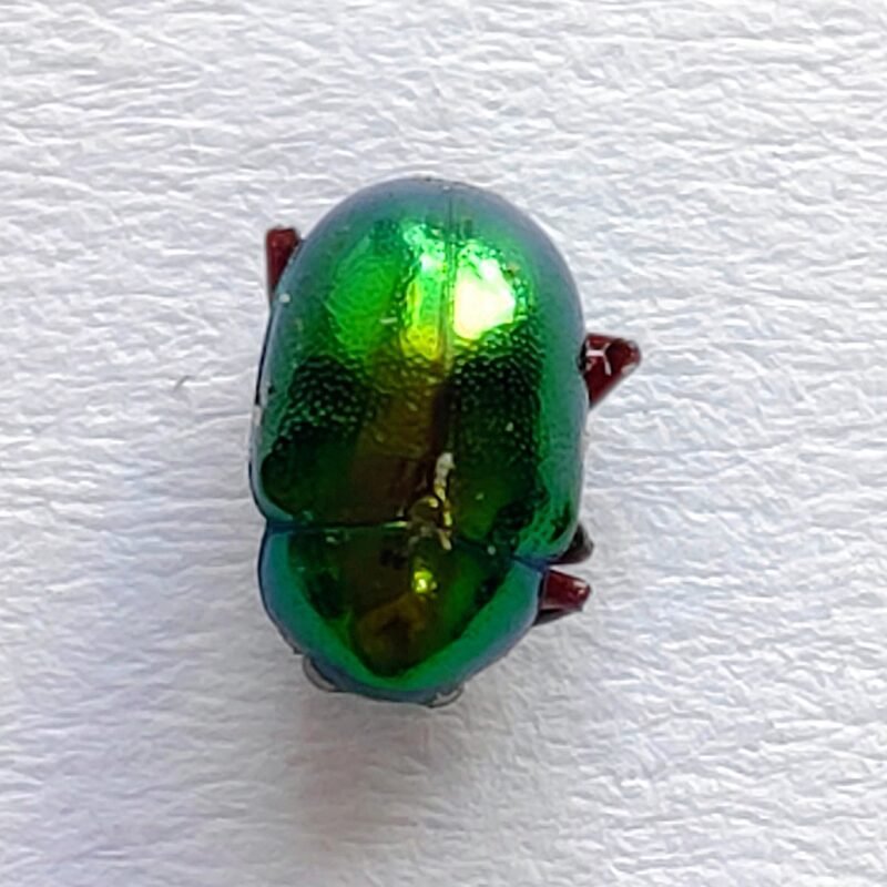 163 Chrysomelidae