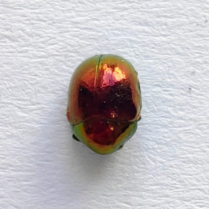 164 Chrysomelidae