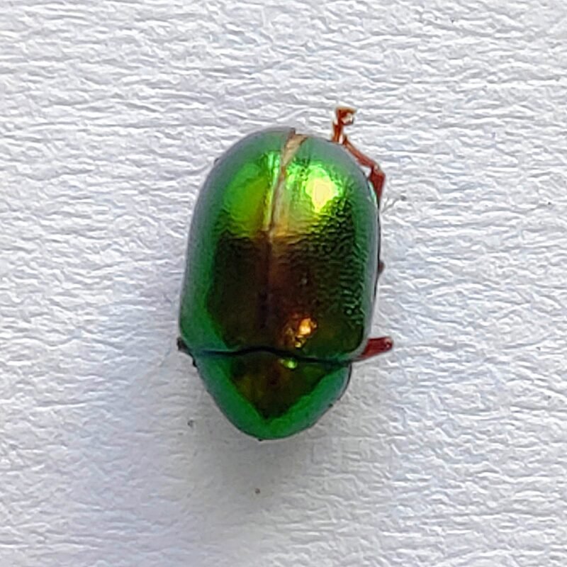 165 Chrysomelidae