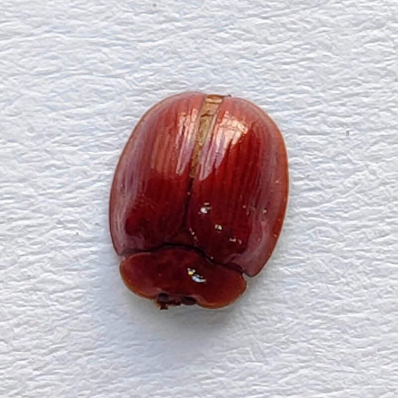 166 Chrysomelidae