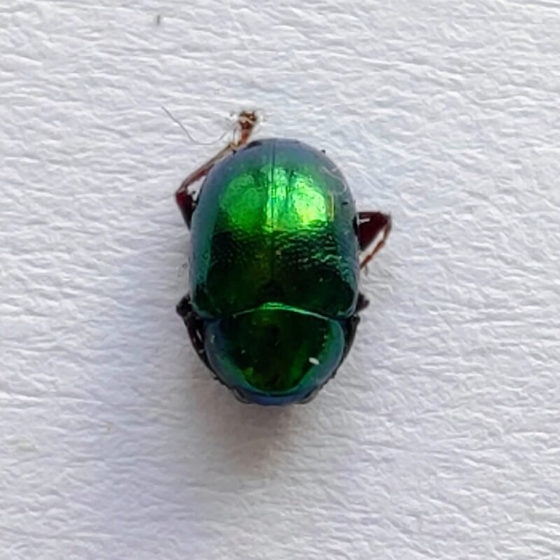 167 Chrysomelidae