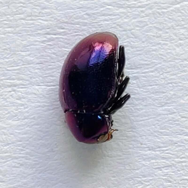 168 Chrysomelidae